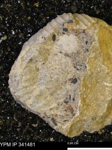 Scaphites sp.