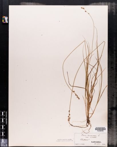 Plantae