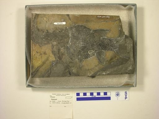 Semionotus sp.