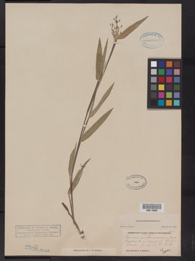 Panicum oligosanthes