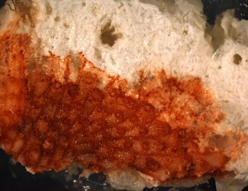 Bryozoa