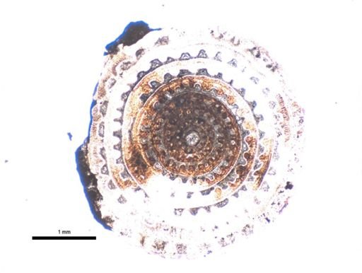 Triticites pinguis