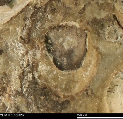 undet. Bivalvia