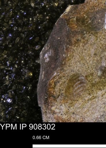 undet. Mollusca