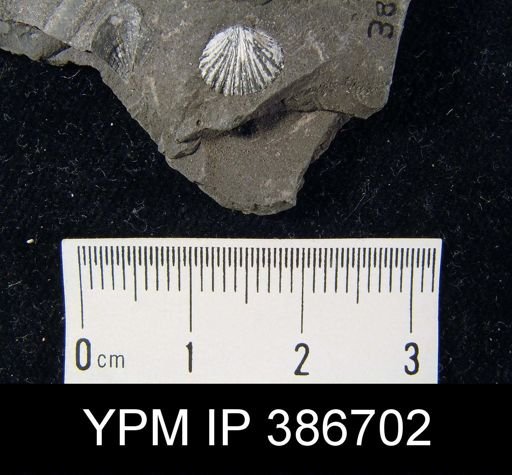 undet. Brachiopoda