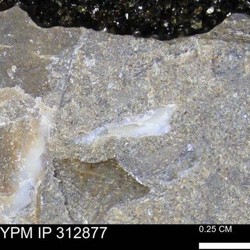 undet. Mollusca