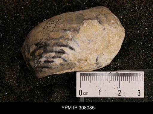 Inoceramus sp.
