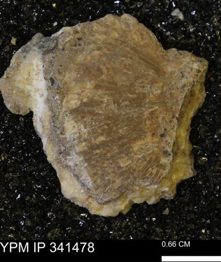 Scaphites sp.