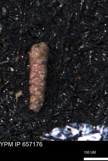 Verneuilinoides hectori