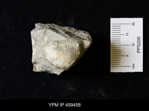Linoproductus prattenianus