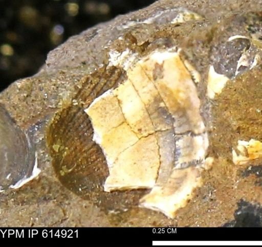 Limopsis? striatopunctatus