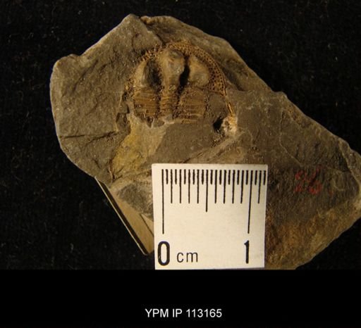 Trinucleus ornatus