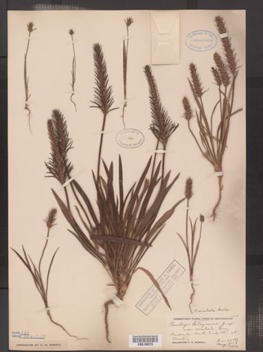Plantago aristata