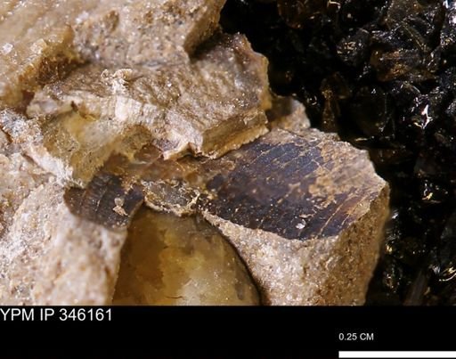 undet. Mollusca