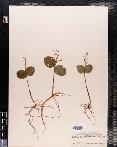 Listera convallarioides