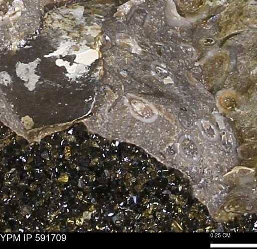 Serpulidae