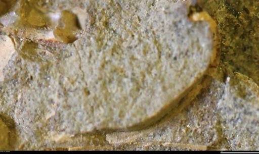 undet. Mollusca