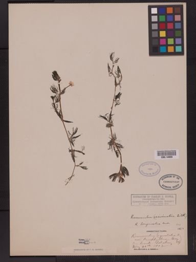 Ranunculus longirostris