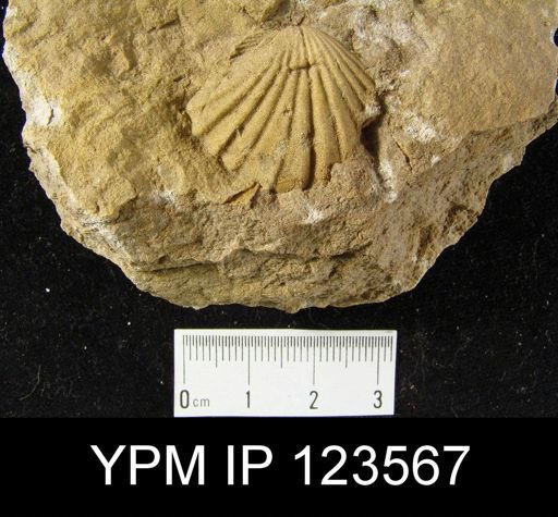 Leptocoelia flabellites