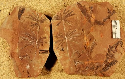 Annularia