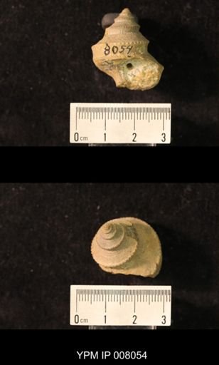 Worthenia tabulata