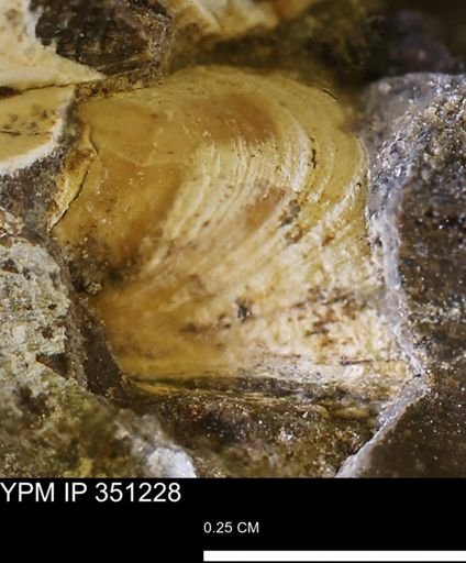 undet. Bivalvia