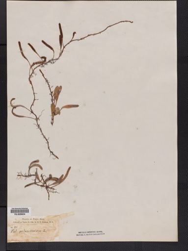 Polypodium