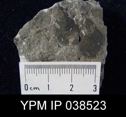 Lingula sp.