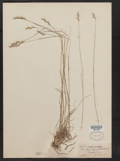 Danthonia spicata