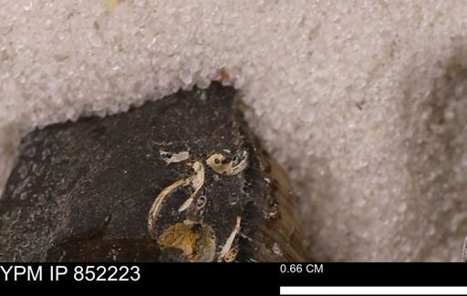 undet. Gastropoda