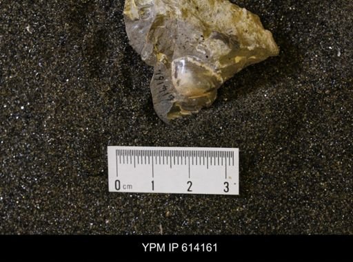 Nucula sp.