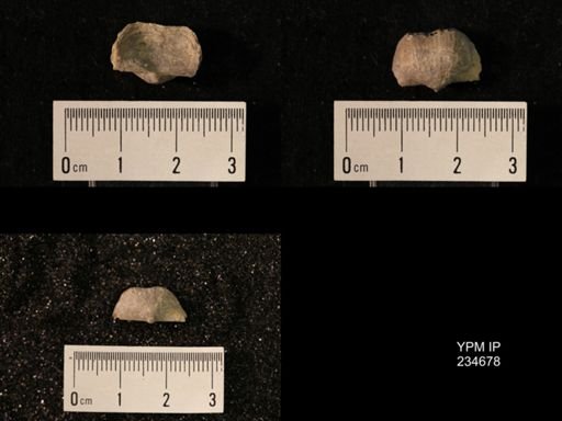 Marginifera splendens