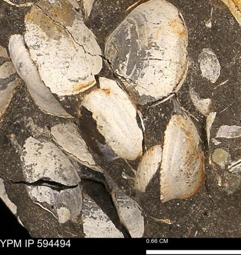 Protocardia sp.