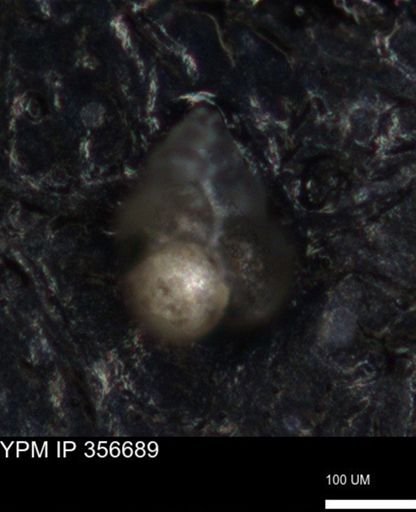 undet. Foraminiferida