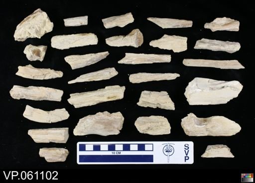 undet. Mosasauridae