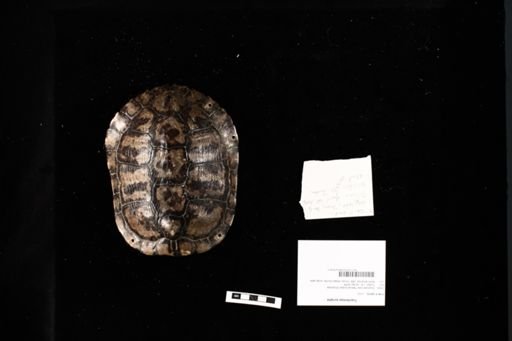 Trachemys scripta