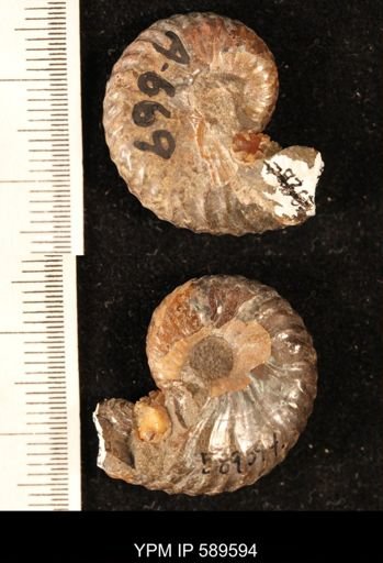 Hoploscaphites comprimus
