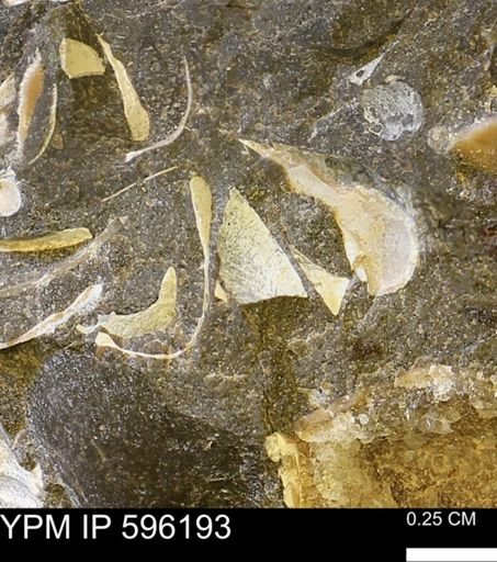 undet. Mollusca