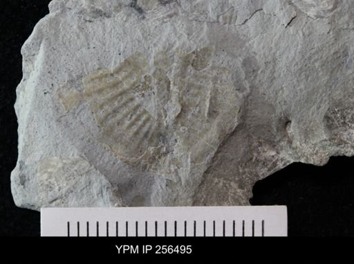 Ogygites latimarginatus