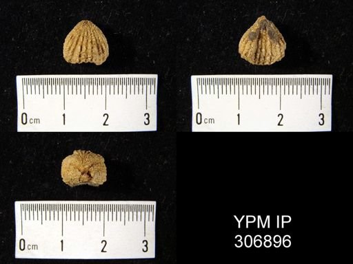 undet. Rhynchotrematidae