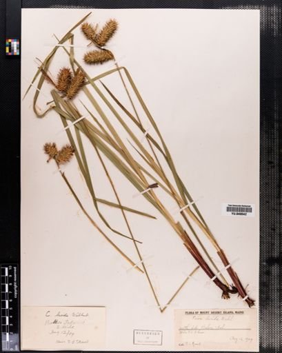 Carex lurida