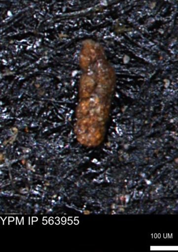 Ammobaculoides phaulus