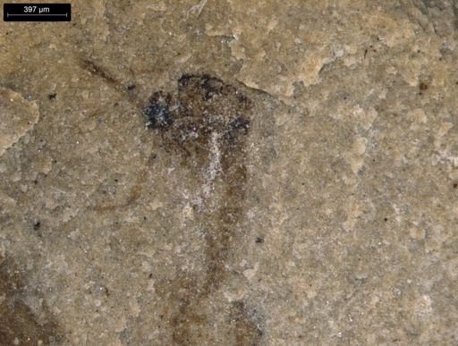 taxon undetermined