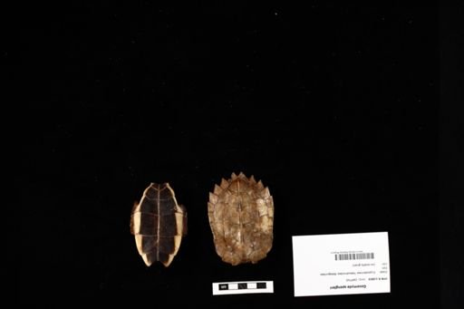 Geoemyda spengleri