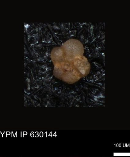 undet. Foraminiferida