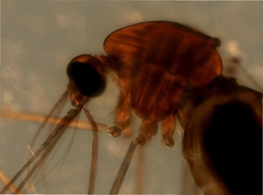 Anopheles