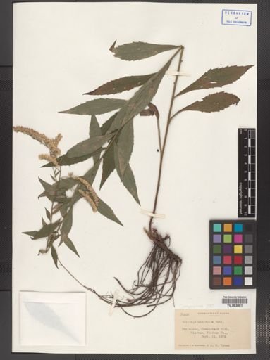 Solidago ulmifolia