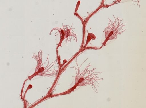 Obelia