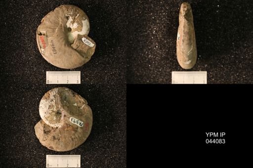 Hoploscaphites nicolletii