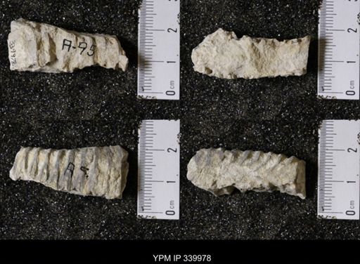 undet. Gastropoda